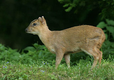 2 month old Muntjac